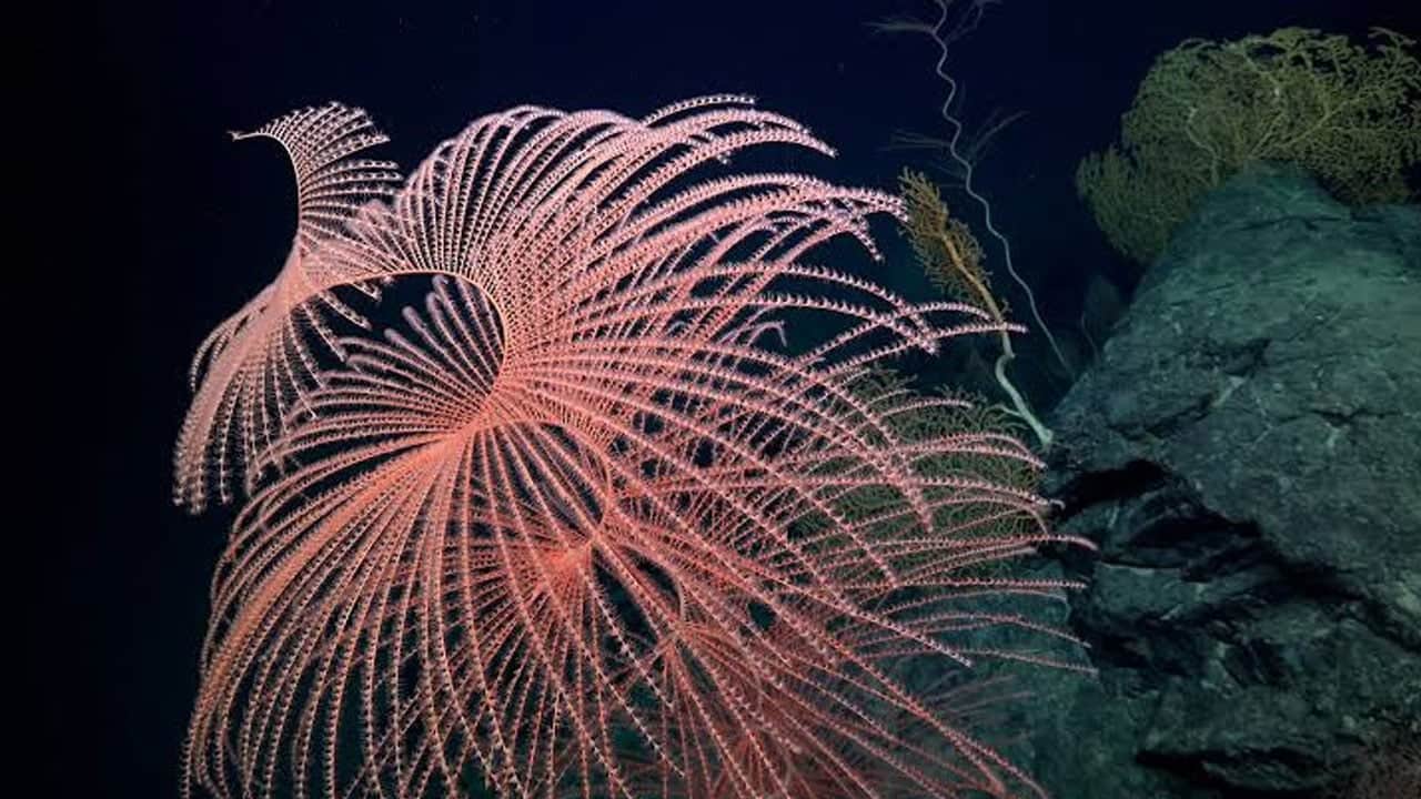 Foto - İlk kez görüntüledi! Atlantik’in karanlık tabanında gizli dünya bulundu