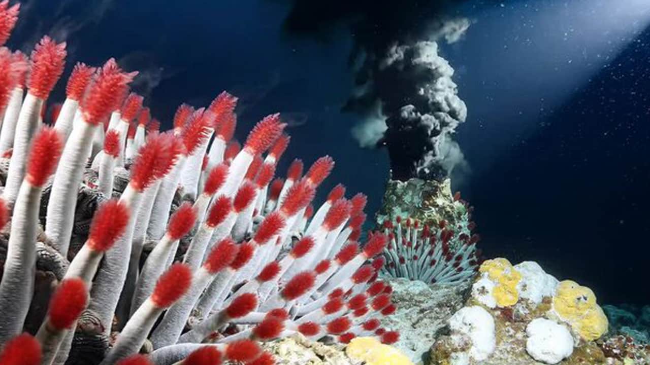 Foto - İlk kez görüntüledi! Atlantik’in karanlık tabanında gizli dünya bulundu
