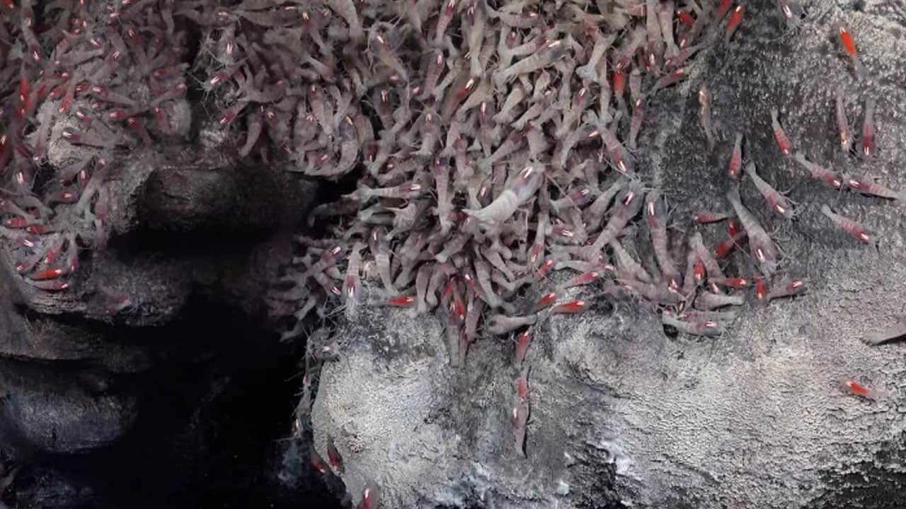 Foto - İlk kez görüntüledi! Atlantik’in karanlık tabanında gizli dünya bulundu
