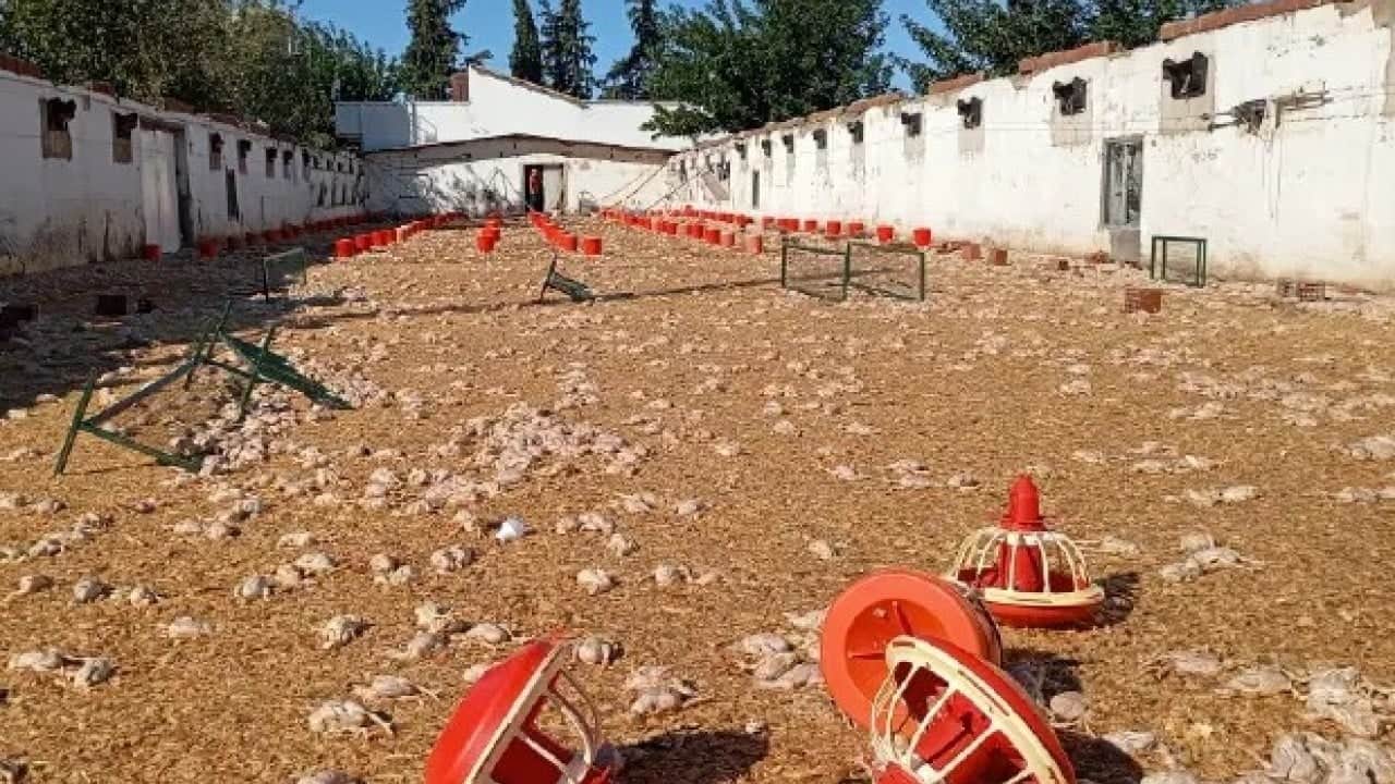 Foto - İmamoğlu’nda kahreden manzara! Dakikalar içinde binlerce civciv telef oldu