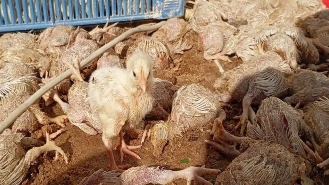 Foto - İmamoğlu’nda kahreden manzara! Dakikalar içinde binlerce civciv telef oldu