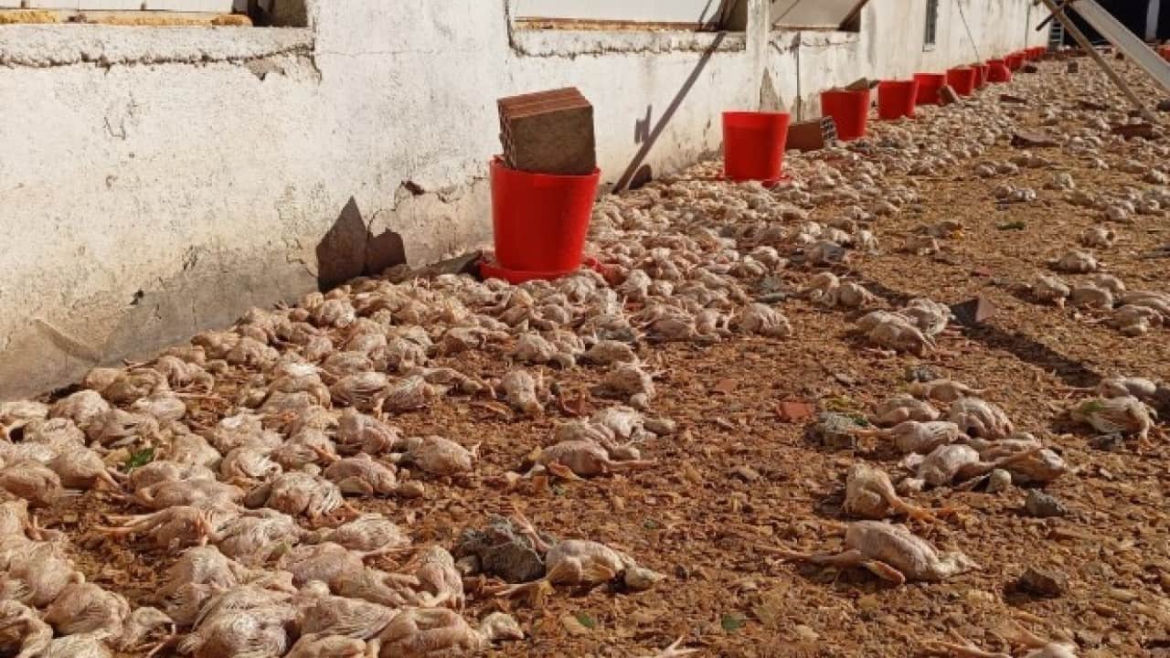 Foto - İmamoğlu’nda kahreden manzara! Dakikalar içinde binlerce civciv telef oldu
