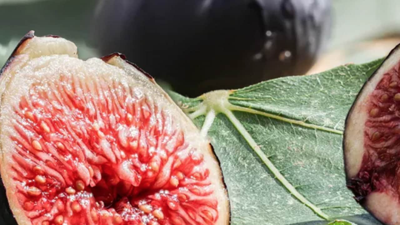 Foto - İncirlerin içinde hakikaten ne var? Yerken yuttuğumuz şey aslında bakın neymiş…