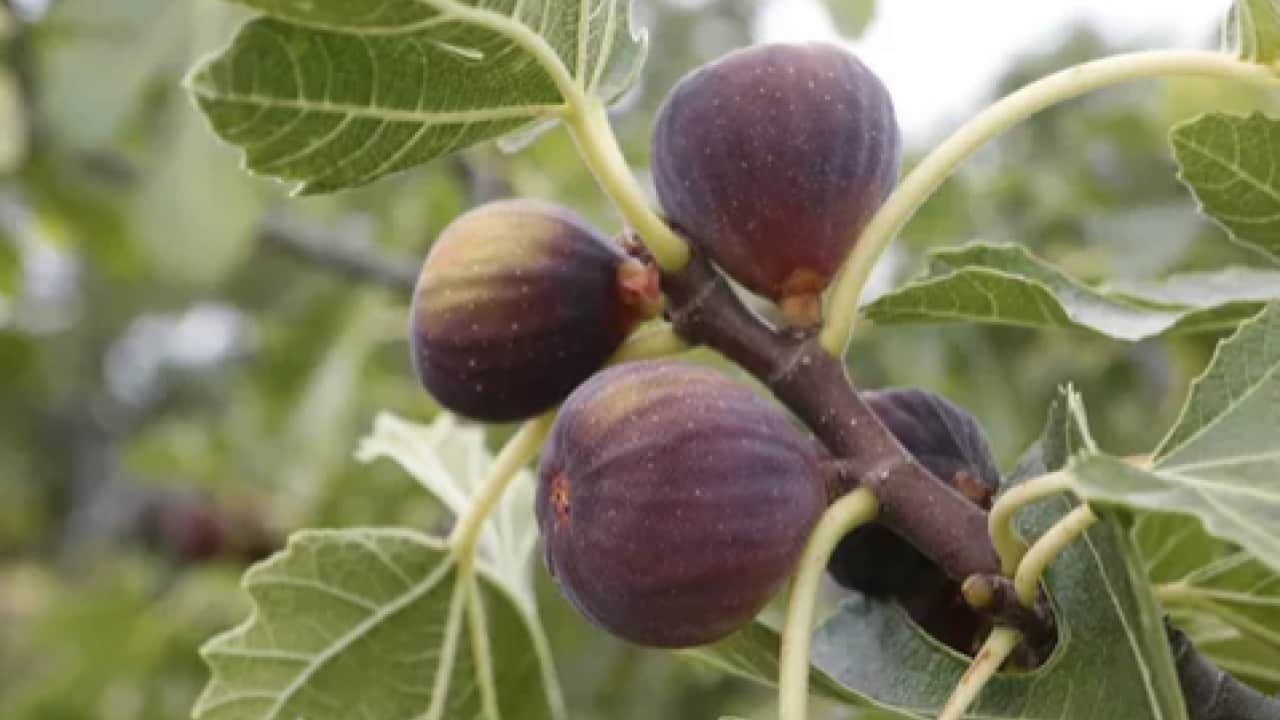 Foto - İncirlerin içinde hakikaten ne var? Yerken yuttuğumuz şey aslında bakın neymiş…