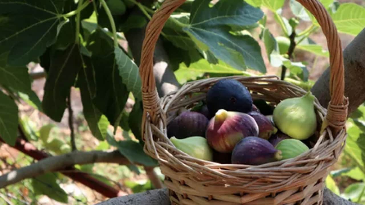 Foto - İncirlerin içinde hakikaten ne var? Yerken yuttuğumuz şey aslında bakın neymiş…