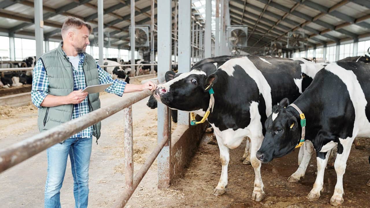 Foto - İnekleri artık otlatmıyorlar! Bu yöntemle her inekten günlük 43 litre süt alıyorlar