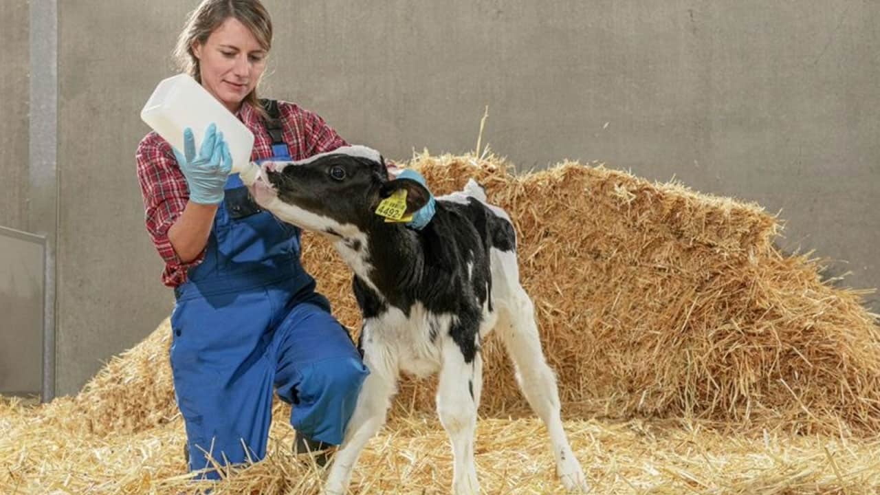 Foto - İnekleri artık otlatmıyorlar! Bu yöntemle her inekten günlük 43 litre süt alıyorlar
