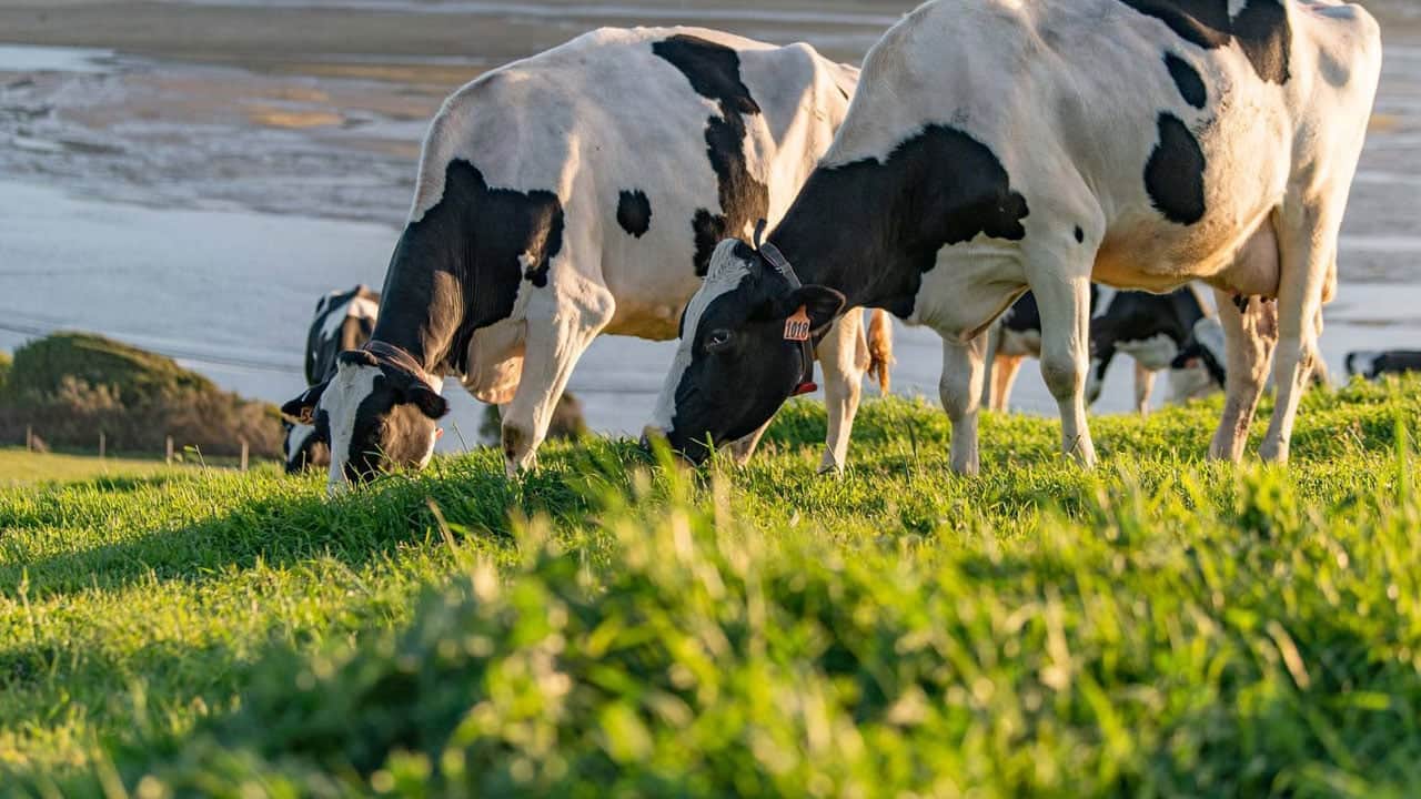 Foto - İnekleri artık otlatmıyorlar! Bu yöntemle her inekten günlük 43 litre süt alıyorlar