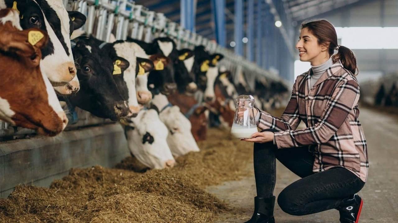 Foto - İnekleri artık otlatmıyorlar! Bu yöntemle her inekten günlük 43 litre süt alıyorlar