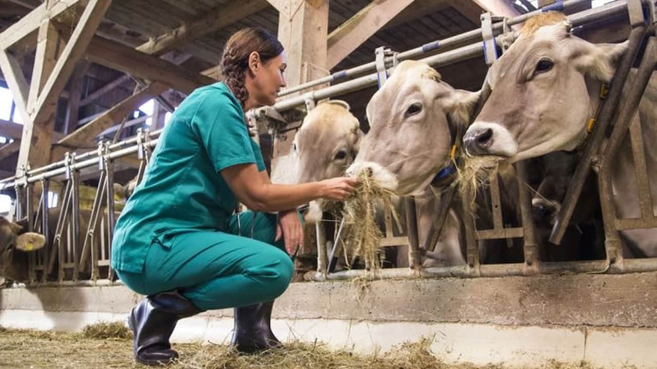 Foto - İnekleri artık otlatmıyorlar! Bu yöntemle her inekten günlük 43 litre süt alıyorlar
