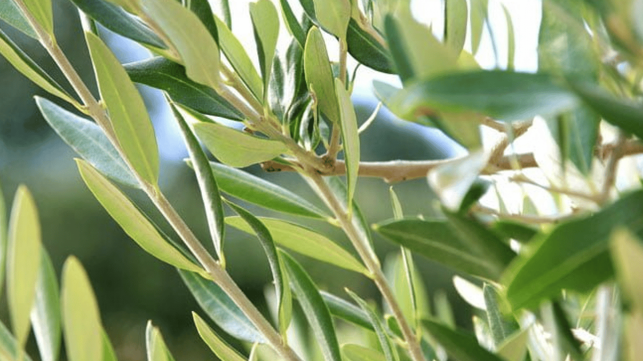 İşe yaramaz deyip geçmeyin: Zeytin yaprağı... 5-6 gün içinde silip atıyor.. İşte formülü ve adımları