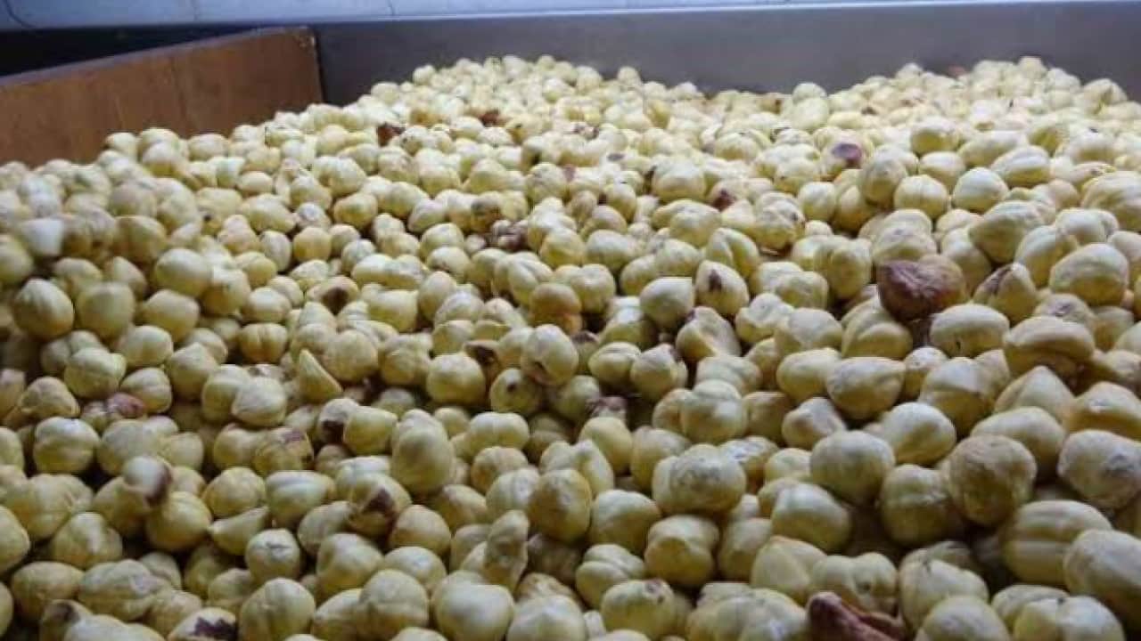 Foto - Dünyanın hiçbir yerinde bu aroma yok: Yüzde 200 kar elde ediliyor!