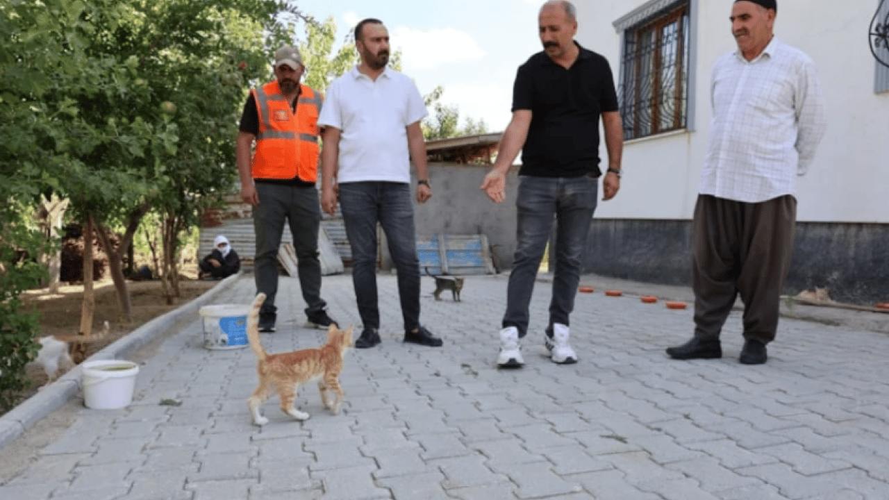 Foto - İsmail amcanın misafiri oluyorlar: Akşam 50'si birden bahçeye doluşuyor!