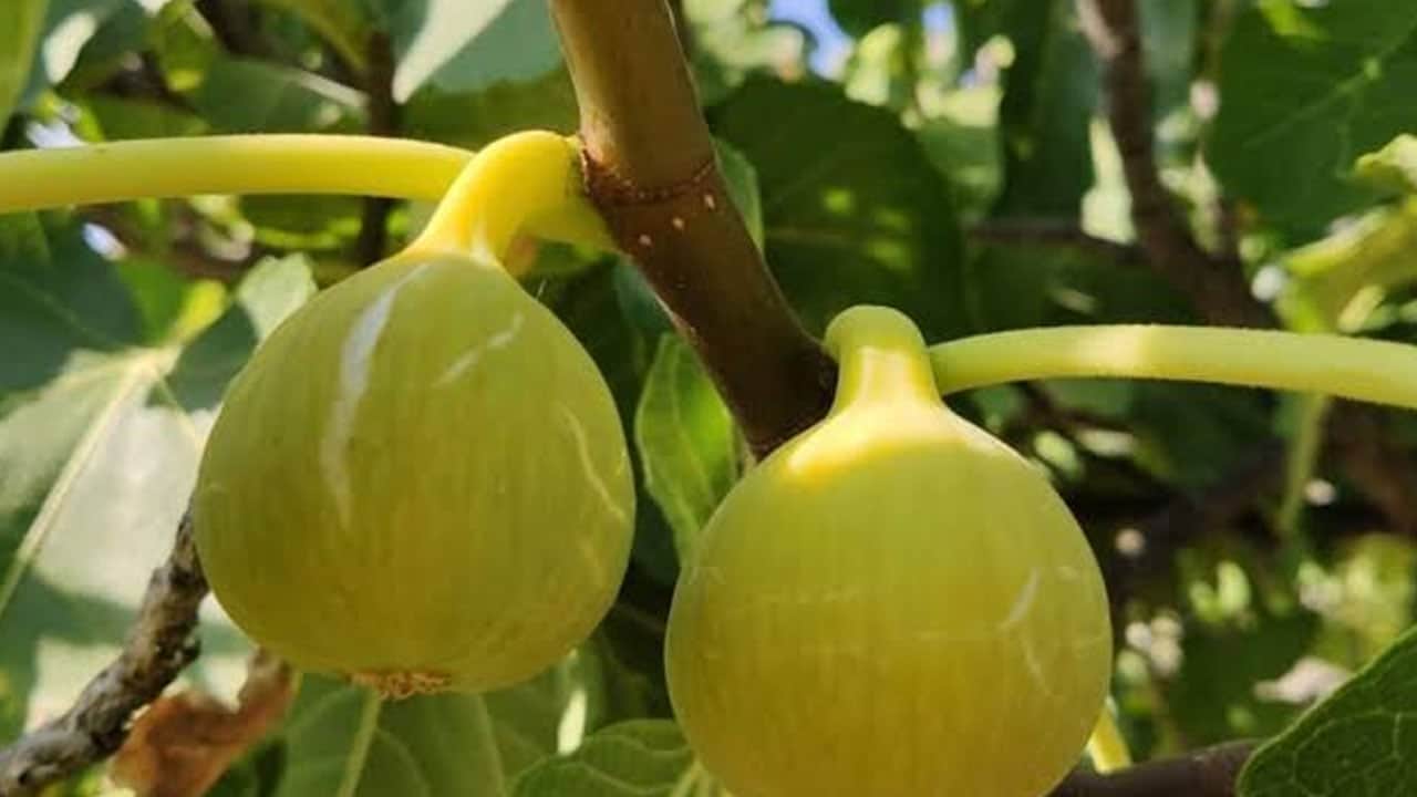Foto - İşte inciri böyle kullan bir faydası daha ortaya çıktı! Sağlıklı beslenmeye öyle bir katkı yaptı ki...