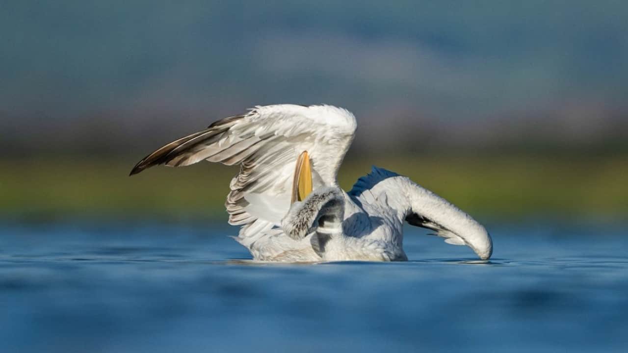 Foto - İşte Türkiye'nin en büyük kuşları: Tepeli ve ak pelikanlar