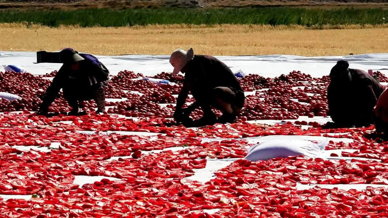 Foto - İtalya’nın göz bebeği Kayseri’de yetişiyor: 15 günde hazırlanıyor, tam 91 ülke kapısında kuyruk oluyor
