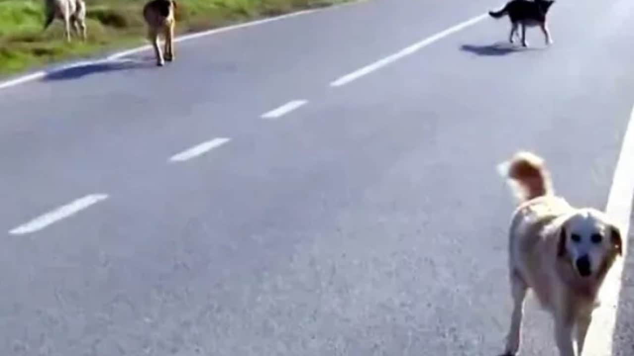 Foto - İzmir’de başıboş köpek 11 yaşındaki çocuğun yüzünü parçalamıştı! O davada karar açıklandı