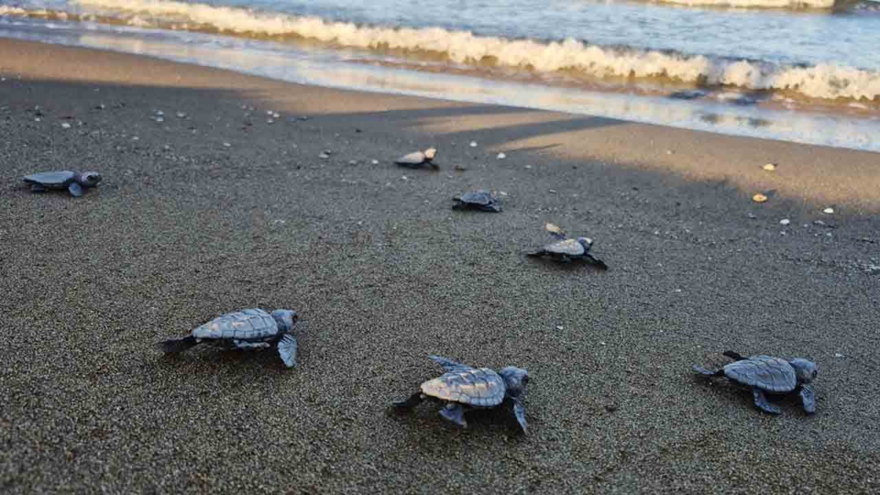 Foto - İztuzu Sahili'nde 30 bin yavru Caretta mavi sularla buluştu!