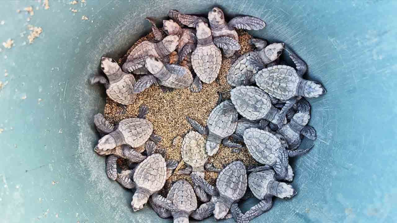 İztuzu Sahili'nde 30 bin yavru Caretta mavi sularla buluştu!