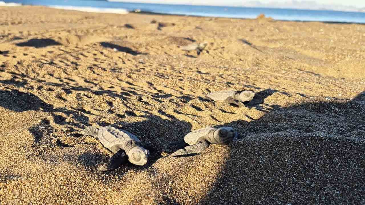 Foto - İztuzu Sahili'nde 30 bin yavru Caretta mavi sularla buluştu!