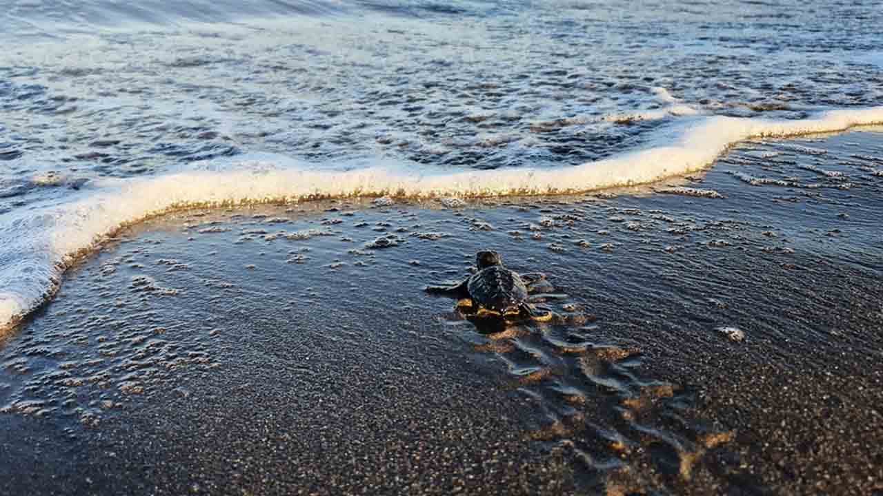 Foto - İztuzu Sahili'nde 30 bin yavru Caretta mavi sularla buluştu!