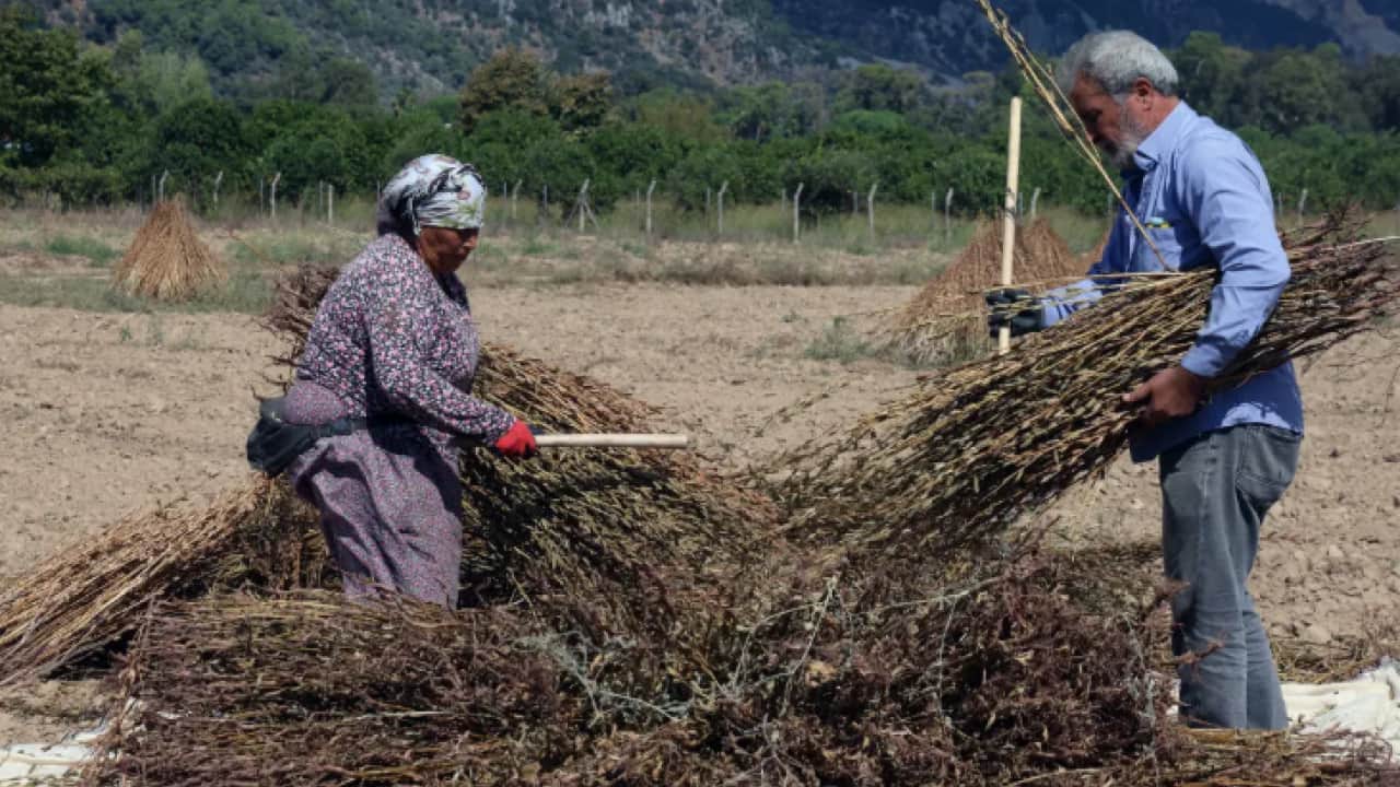 Foto - Japonlar dört gözle bekliyor: Daha tarladayken sıraya giriyorlar!