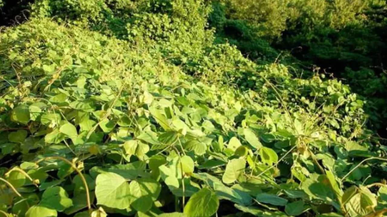 Japonya'dan gelip ABD'yi karıştırdı: Etrafını tamamen yuttu!