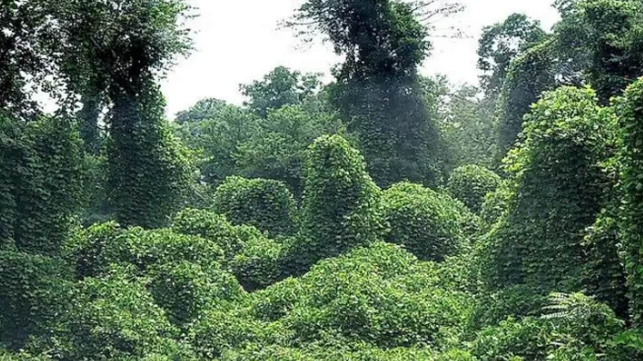 Foto - Japonya'dan gelip ABD'yi karıştırdı: Etrafını tamamen yuttu!