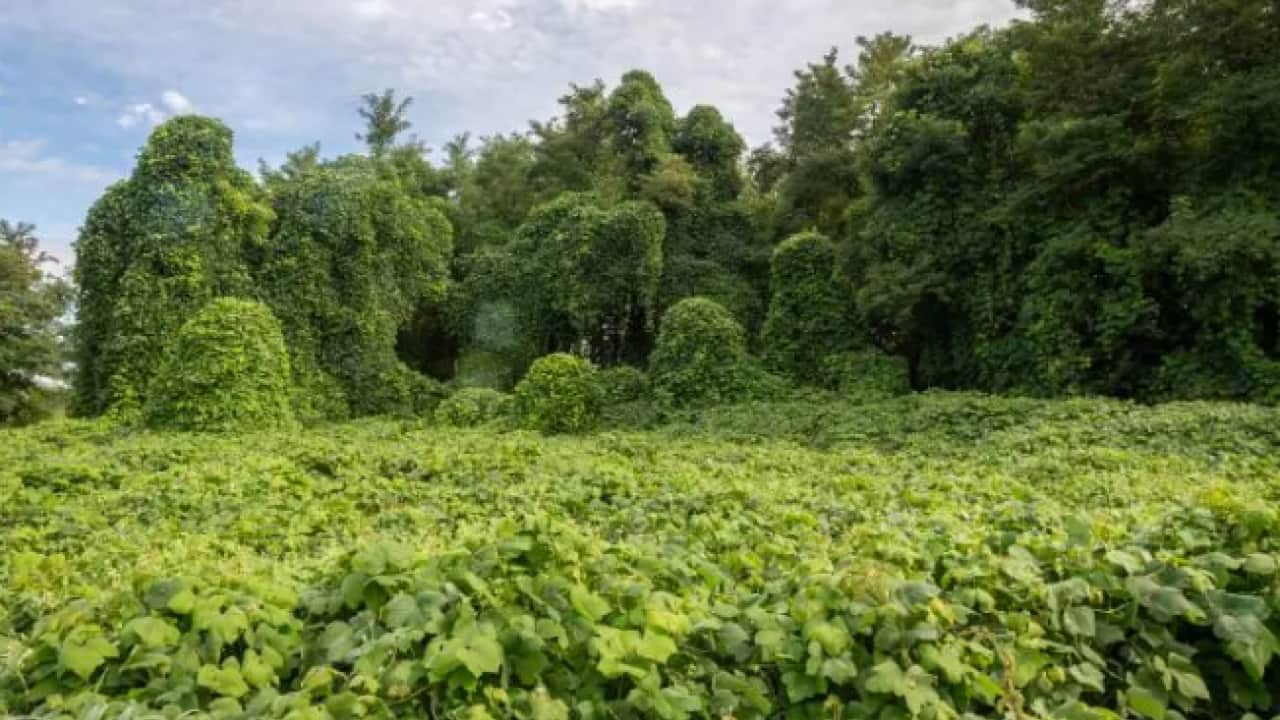 Foto - Japonya'dan gelip ABD'yi karıştırdı: Etrafını tamamen yuttu!