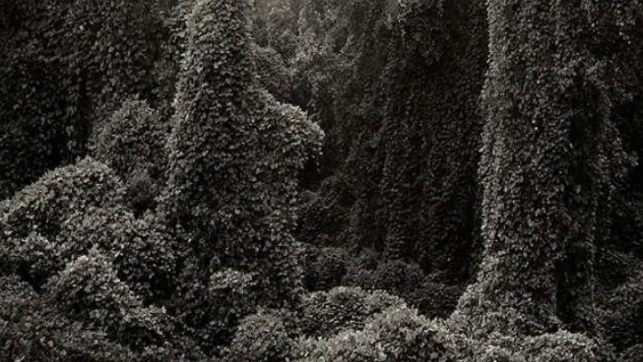 Foto - Japonya'dan gelip ABD'yi karıştırdı: Etrafını tamamen yuttu!
