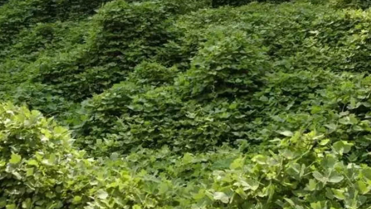 Foto - Japonya'dan gelip ABD'yi karıştırdı: Etrafını tamamen yuttu!