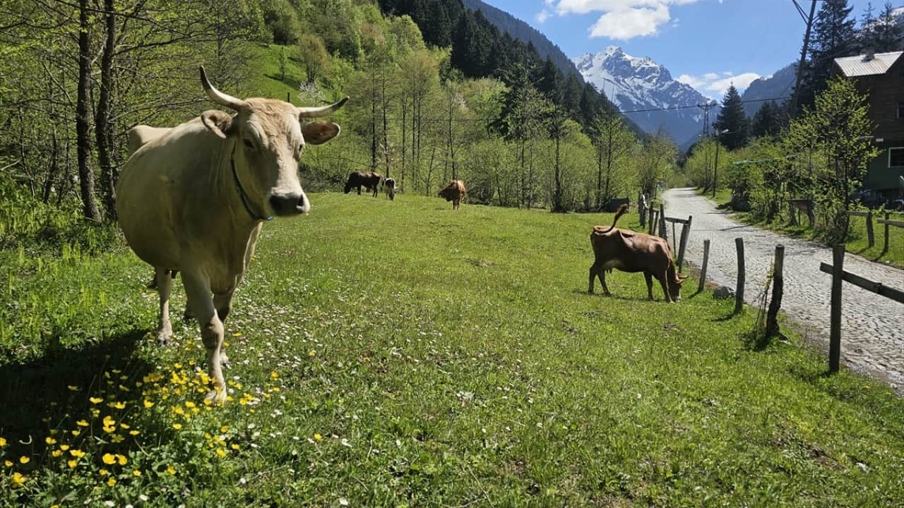 Foto - Kaçkar Dağları'nda şimdi bahar zamanı
