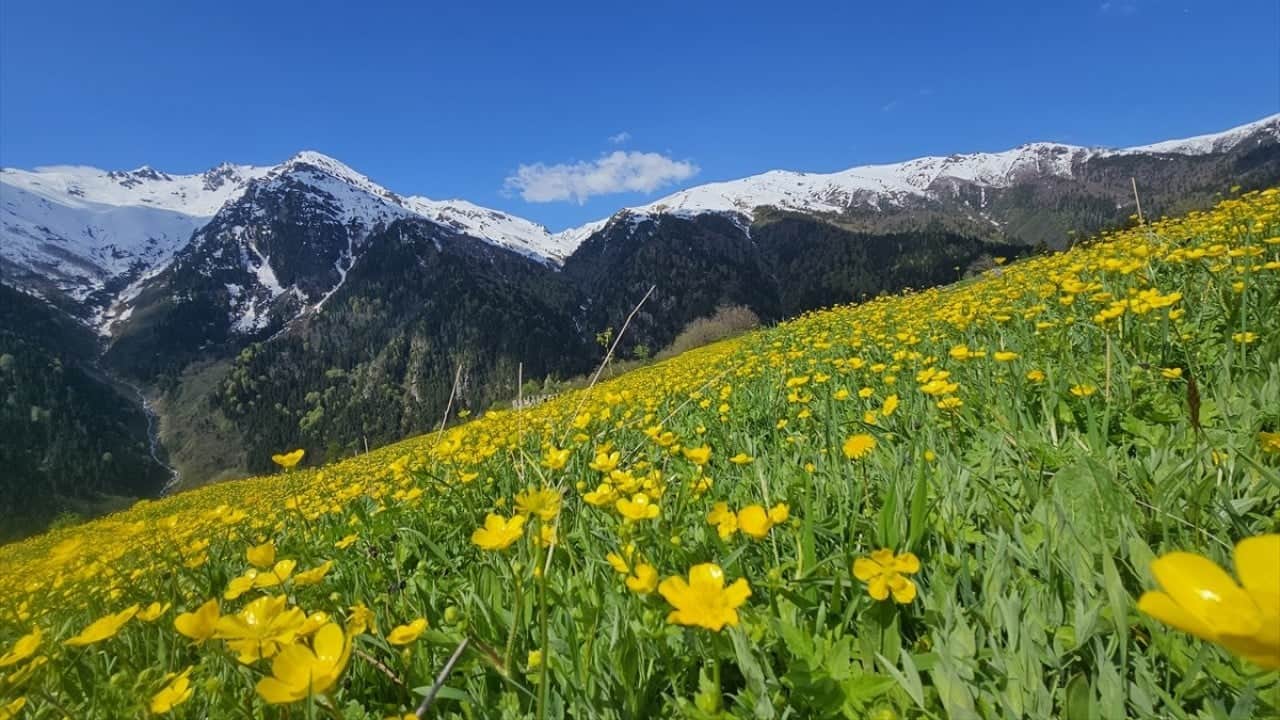 Kaçkar Dağları'nda şimdi bahar zamanı