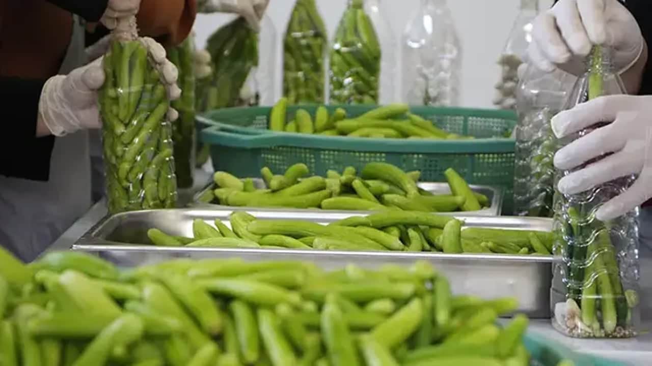 Kadınlar el emeği turşu: Yurdun dört bir yanına gönderiyorlar! Karaciğeri baştan aşağı değiştiriyor!