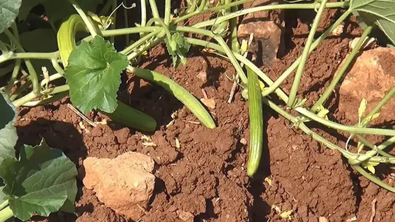 Foto - Kadınlar el emeği turşu: Yurdun dört bir yanına gönderiyorlar! Karaciğeri baştan aşağı değiştiriyor!