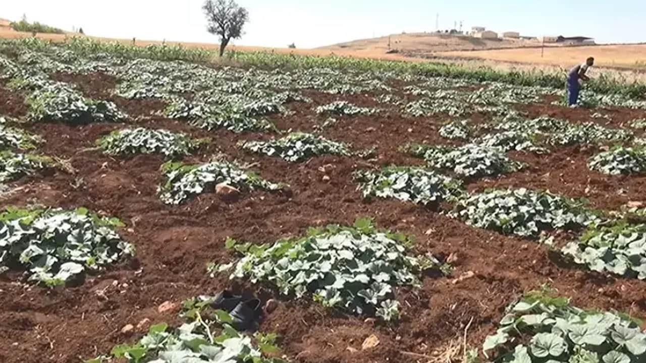 Foto - Kadınlar el emeği turşu: Yurdun dört bir yanına gönderiyorlar! Karaciğeri baştan aşağı değiştiriyor!