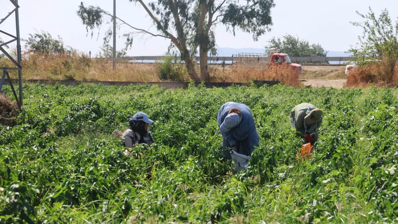 Foto - Havalar soğudu, kapış kapış satılıyor: Biber tarlada 20 lira, manavda 100 lira... Hasat heyecanı sürüyor