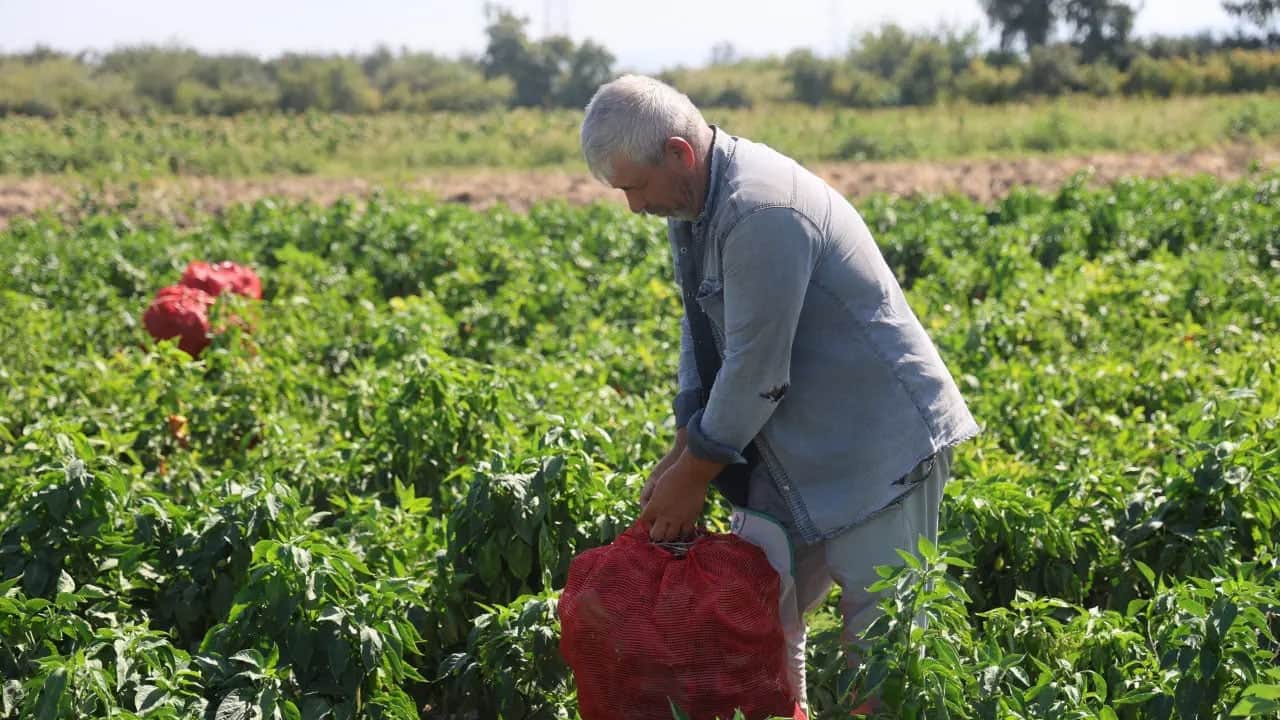 Foto - Havalar soğudu, kapış kapış satılıyor: Biber tarlada 20 lira, manavda 100 lira... Hasat heyecanı sürüyor