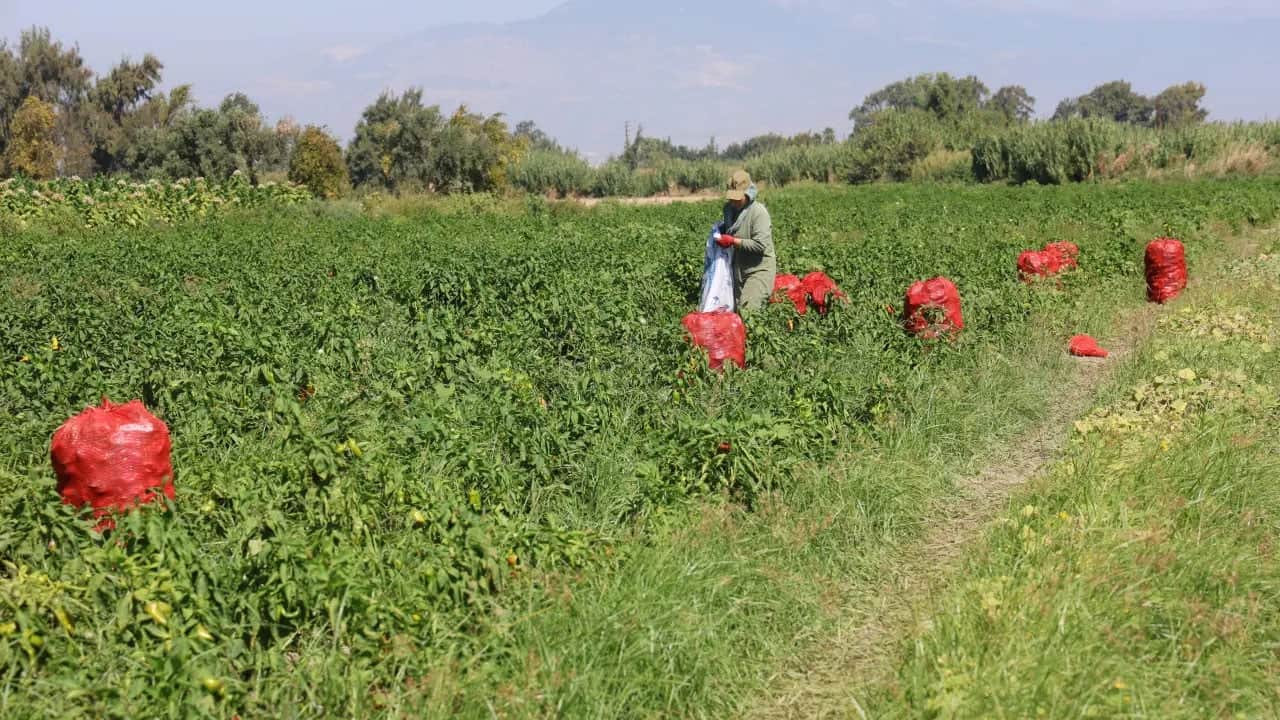 Havalar soğudu, kapış kapış satılıyor: Biber tarlada 20 lira, manavda 100 lira... Hasat heyecanı sürüyor