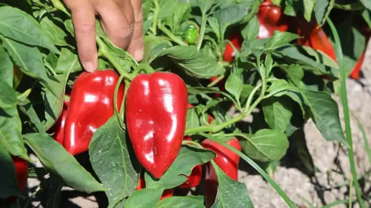 Foto - Havalar soğudu, kapış kapış satılıyor: Biber tarlada 20 lira, manavda 100 lira... Hasat heyecanı sürüyor