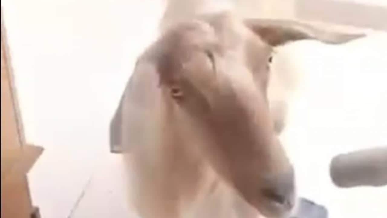 Foto - Kapıyı açık bulunca mutfak tezgahına çıktı! Bu defa bir keçi keçileri kaçırdı!