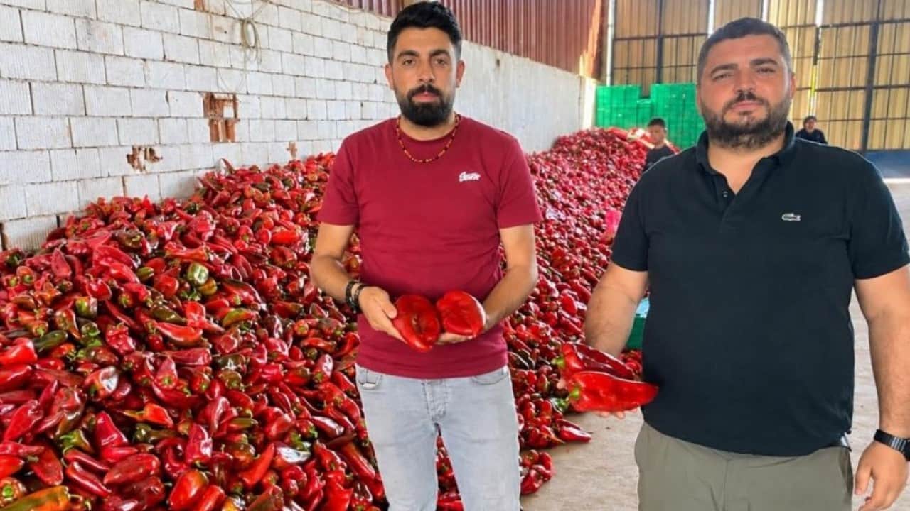 Foto - Kapya biberde bereket fiyatlara yansıdı