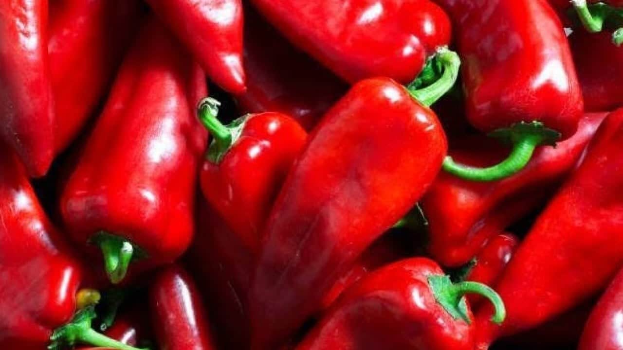 Kapya biberde bereket fiyatlara yansıdı