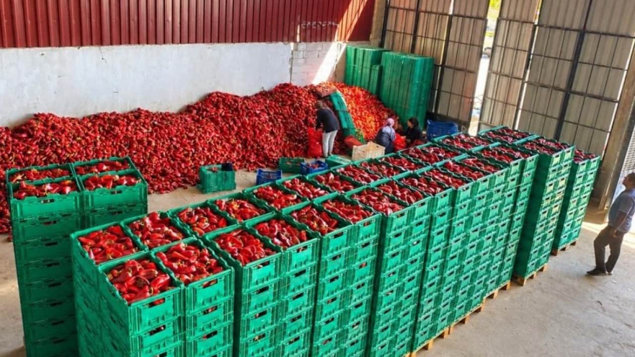 Foto - Kapya biberde bereket fiyatlara yansıdı