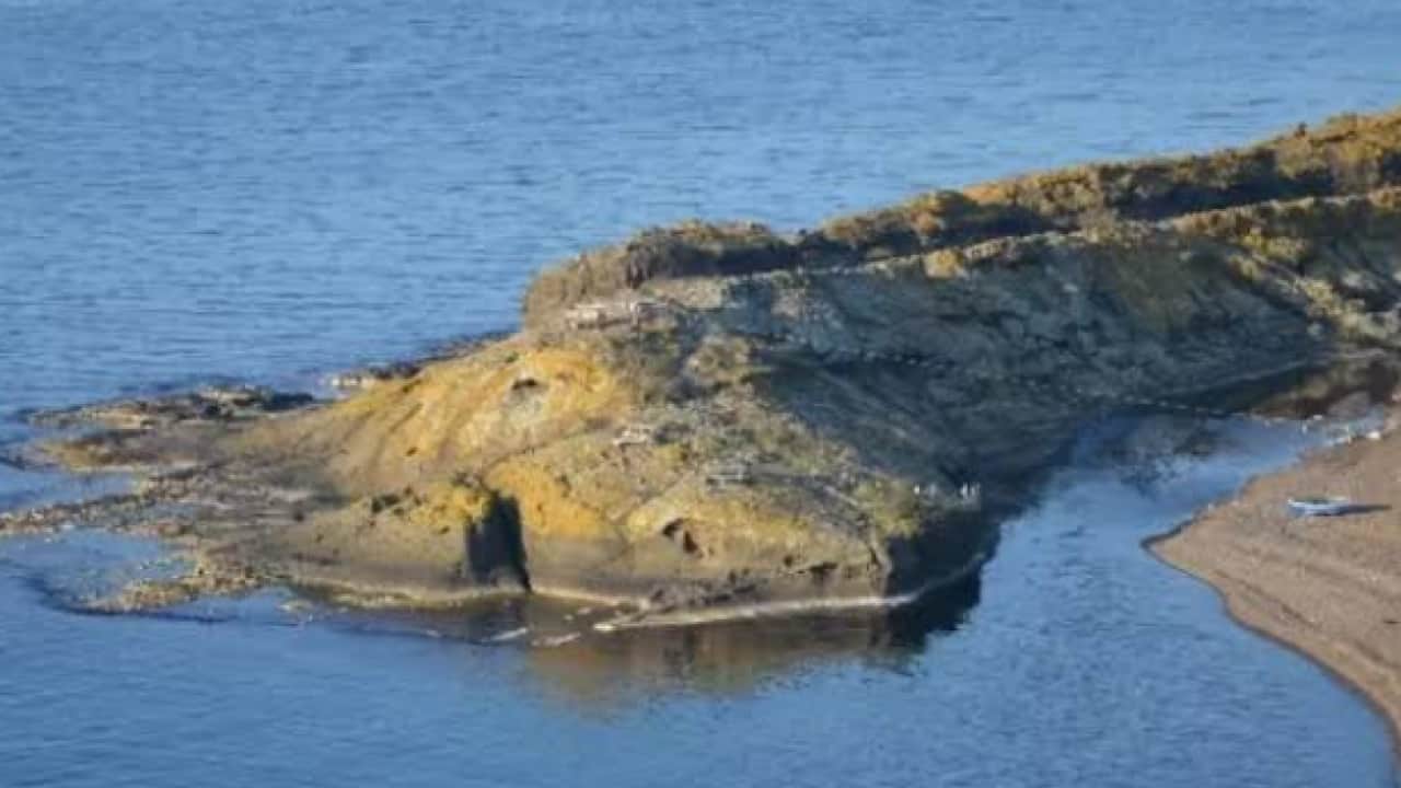 Foto - Karadeniz kıyısında doğa harikası! Herkes timsahı görmeye geliyor!