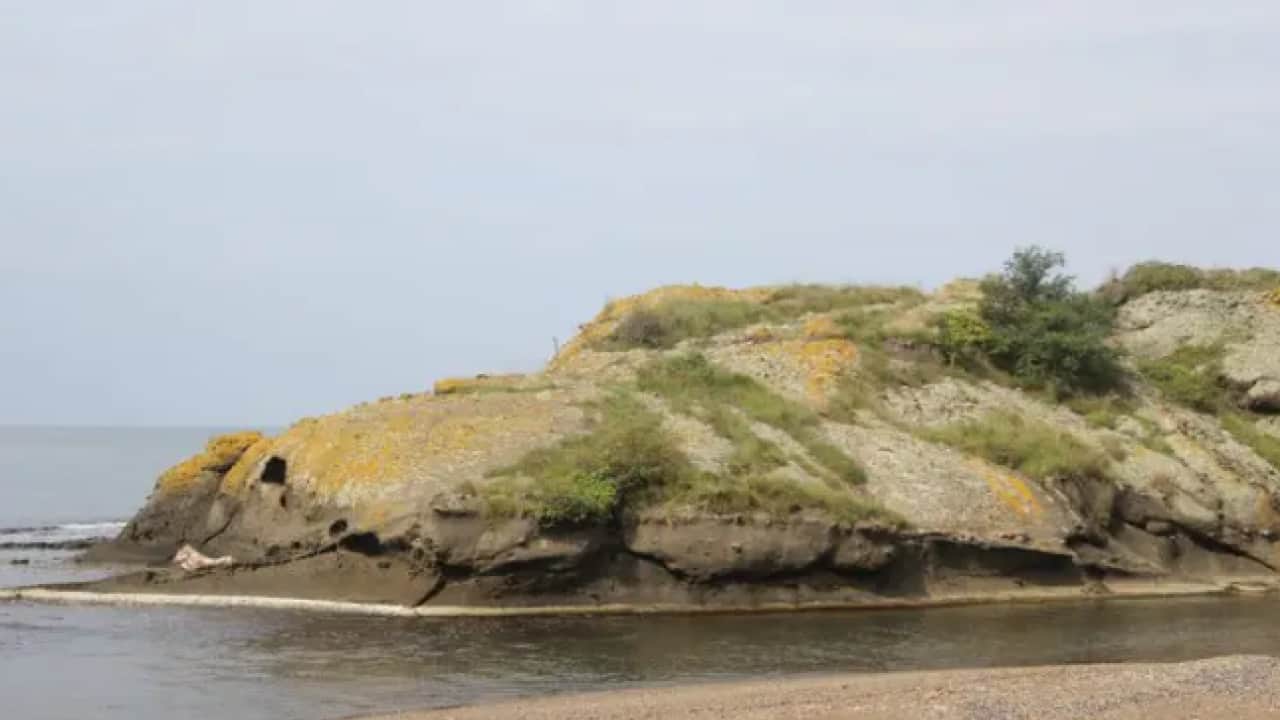 Foto - Karadeniz kıyısında doğa harikası! Herkes timsahı görmeye geliyor!