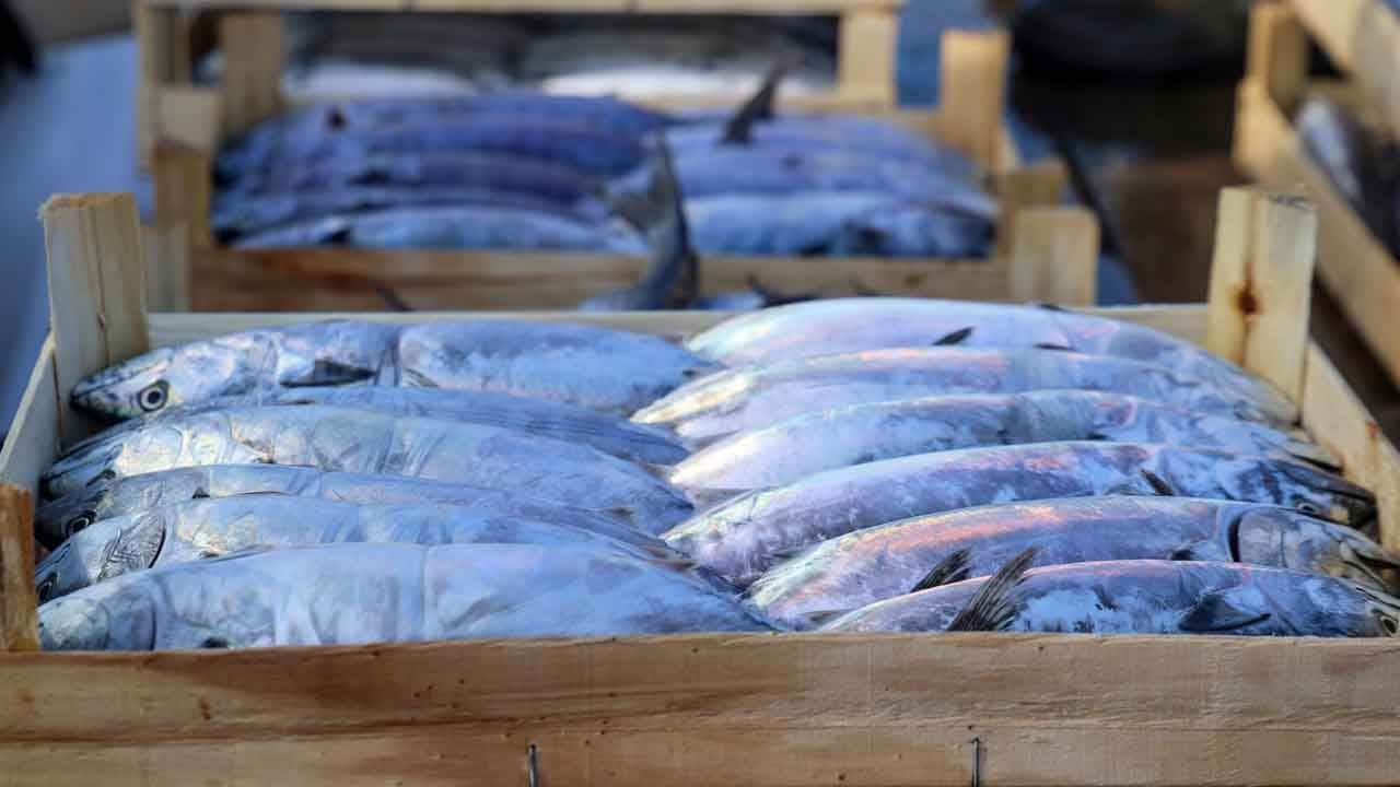Foto - Karadeniz’de palamut bereketi: Ağlar ağırlaştı, tezgahlar şenlendi
