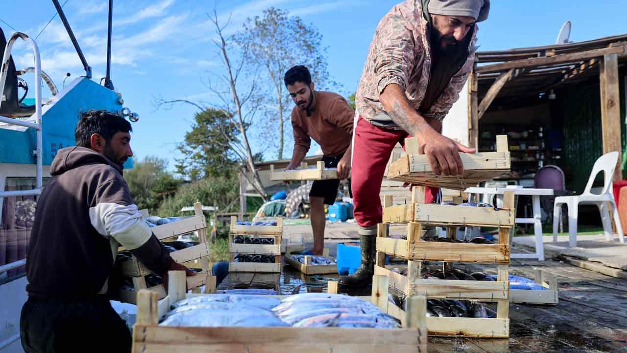 Foto - Karadeniz’de palamut bereketi: Ağlar ağırlaştı, tezgahlar şenlendi
