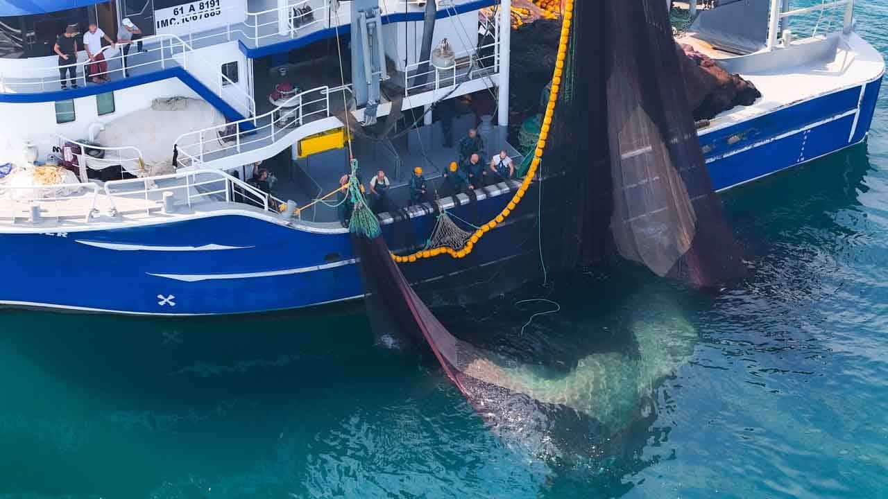 Foto - Karadeniz’de palamut bereketi: Ağlar ağırlaştı, tezgahlar şenlendi