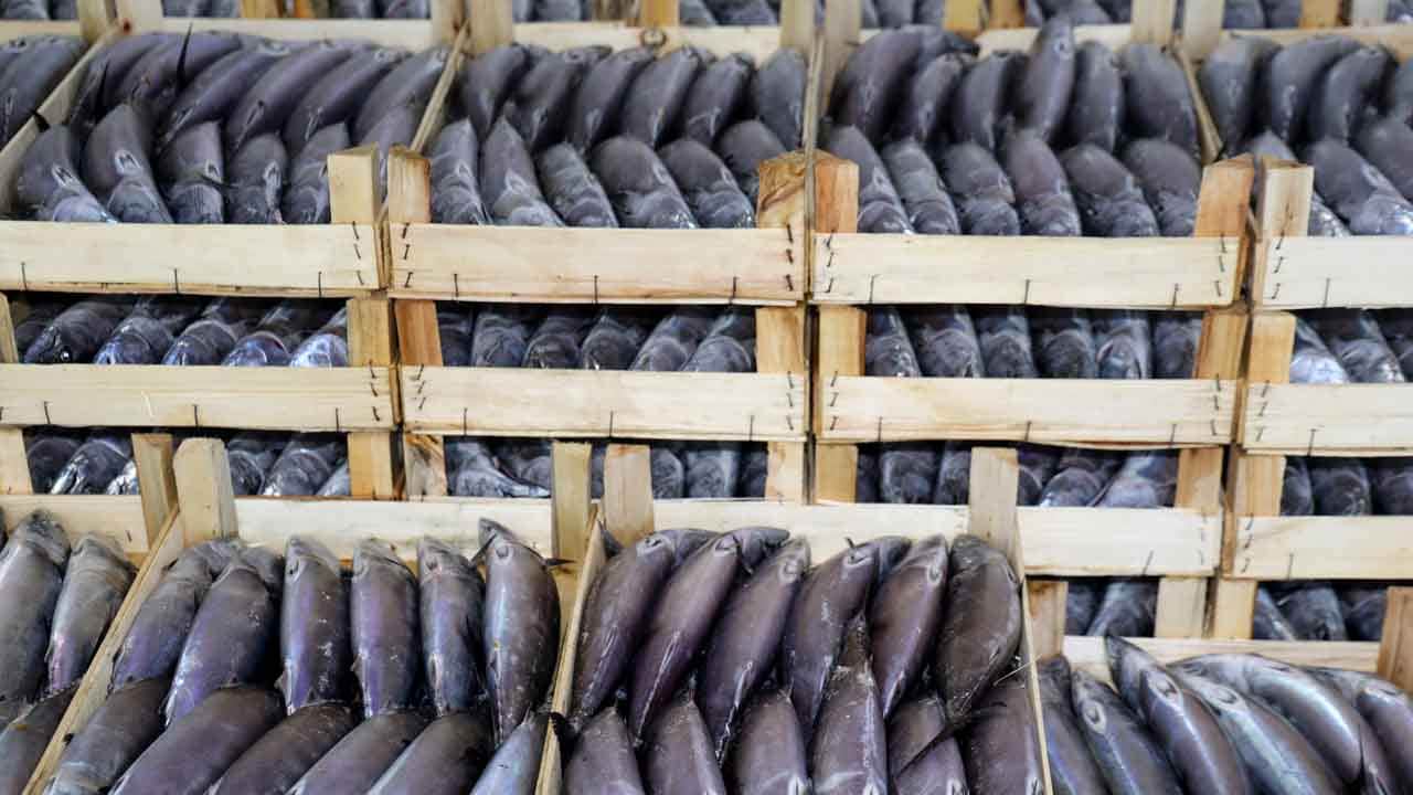 Foto - Karadeniz’de palamut bereketi: Ağlar ağırlaştı, tezgahlar şenlendi